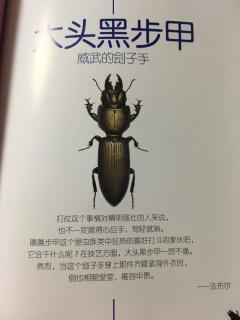法布尔昆虫记-大头黑步甲