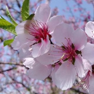 小王子第三节第四部分《5月2日》