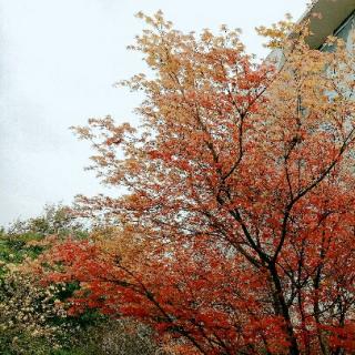 为你读一首晚安诗——《祝婚歌》(节选)