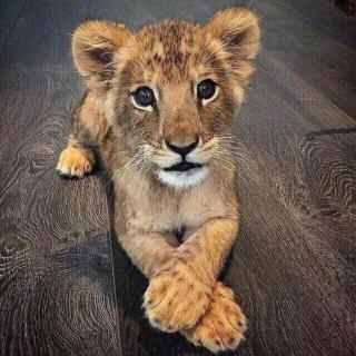 小狮子