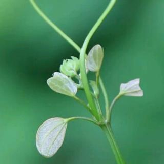 琴悦的朗读《夏雨》