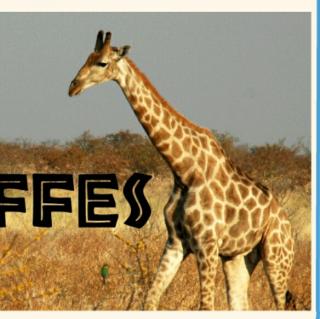 GIRAFFES