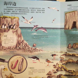 《揭秘海洋——海岸边》