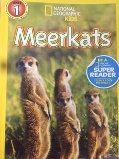 Meerkats