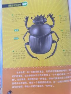 法布尔昆虫记-圣甲虫