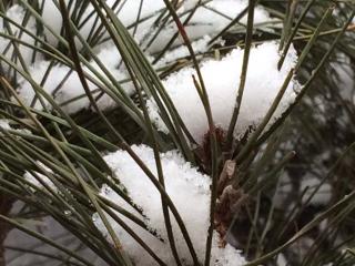 雨雪风韵。    雪