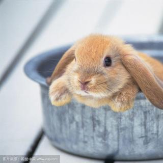 没有人知道我是一只兔子