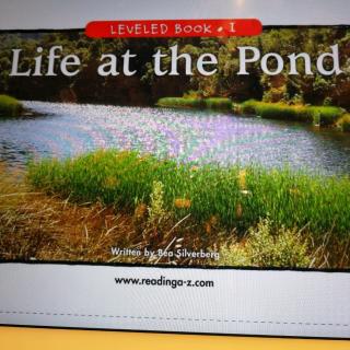 Life at the pond