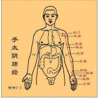 【话中医·梧桐说】十二正经养生之肺经