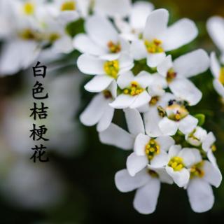 【翻唱】白色桔梗花