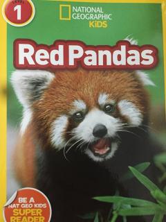 Red Pandas