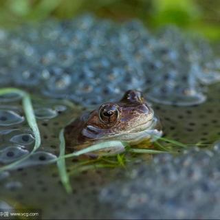 自然界的母子——蝌蚪与青蛙