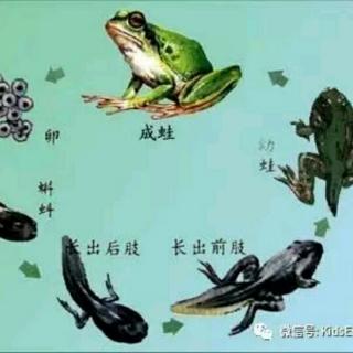 丹丹老师讲故事之《Little Tadpoles Looking for Their Mother》