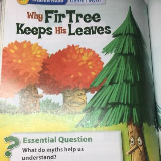 Why Fir Tree Keep His Leaves