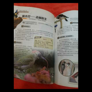 奇妙的动物王国-啄木鸟