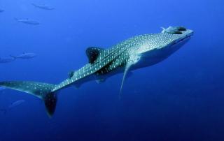 自然故事126：世界上最大的鱼--鲸鲨