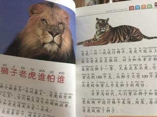 狮子🦁️老虎🐯谁怕谁？