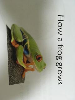 How a frog grows