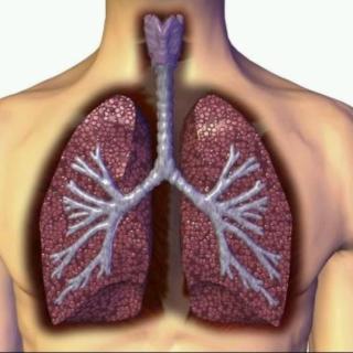 肺部的保养