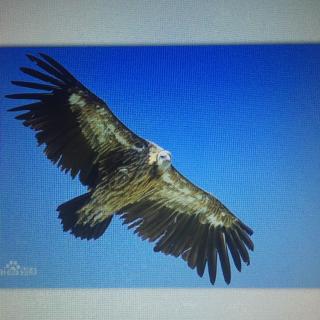 飞得最高的鸟——秃鹫