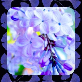 《一株紫丁香》05.26 练习