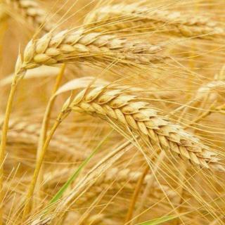 【麦哨】在线收听_季光清🍂🍓🐲🍸👂的播客_荔枝