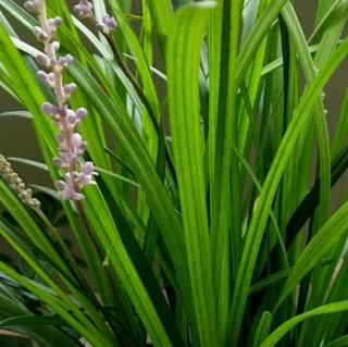 【手影戏】在线收听_南柯一梦9091的播客_荔枝