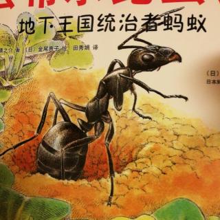 最美的法布尔昆虫记地下王国统治者蚂蚁