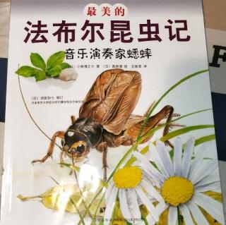 法布尔昆虫记音乐演奏家蟋蟀