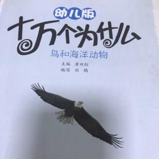 十万个为什么之鸟和海洋生物1⃣️