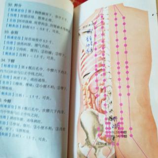 足太阳膀胱经上髎次髎中髎下髎会阳附分魄户膏肓神堂譩嘻