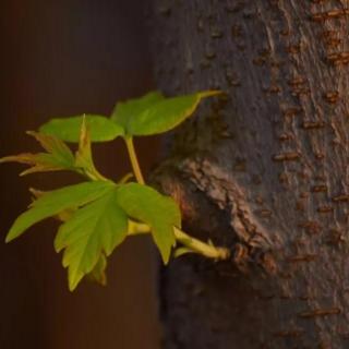 【晚安日语】0531 _ 打ち上げ花火、下から見るか？横から見るか？