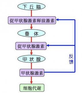 甲亢的形成原因