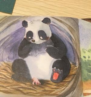 大熊猫阿丽和她的儿子