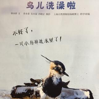 鸟儿洗澡啦🐦