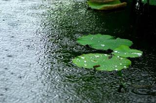 《听雨》作者：阿紫 诵读：秦岭