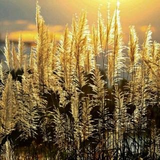 德富芦花:面对自然的五分钟(七)