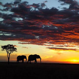 Vol.072 肯尼亚|动物大迁徙的狂野之旅