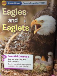 G2 workshop U2W4 - Eagles and Eaglets