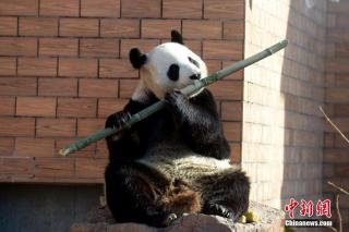 吹笛子的小熊猫