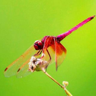 红蜻蜓(作者:玖瑰)