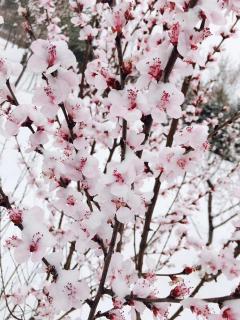 《雪》--鲁迅