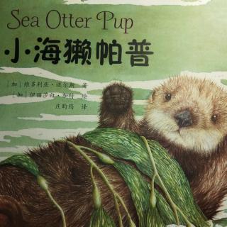 小海獭帕普