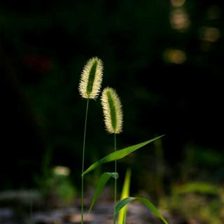 《狗尾草》余光中