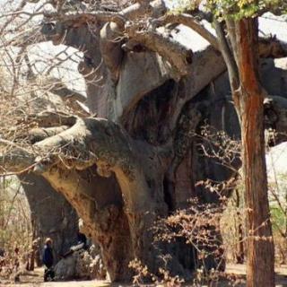 Scientists shocked by mysterious deaths of ancient trees