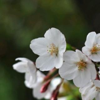 在一朵花里遇见