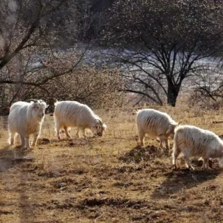 没有一只羊能活着离开陕北