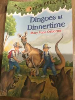 Dingoes at dinnertime   3，４