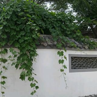 情书  沈从文