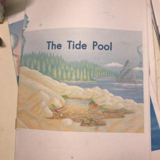 The Tide Pool